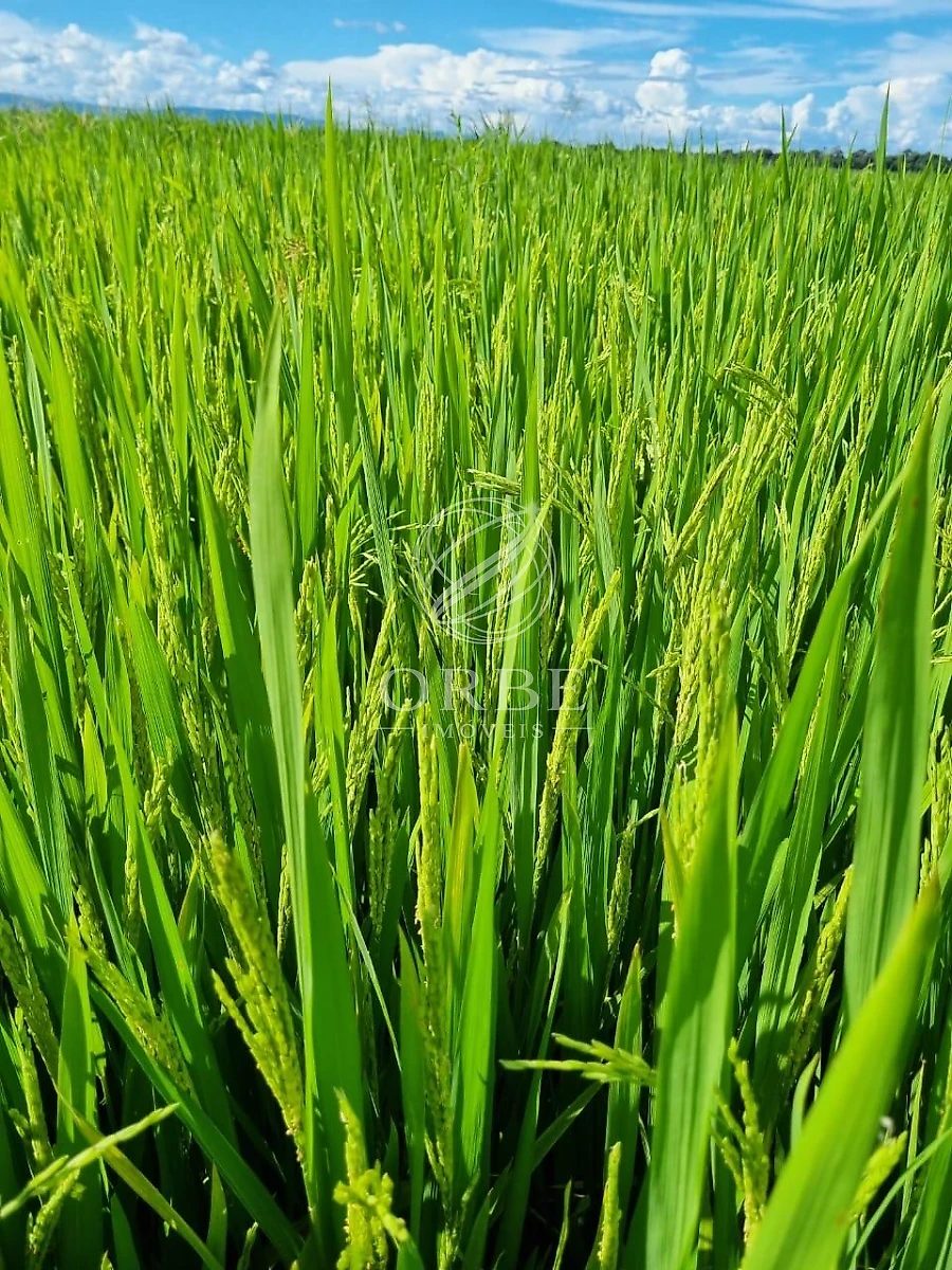 Imóvel rural em Área Rural de Flores de Goiás, Flores de Goiás, foto 3
