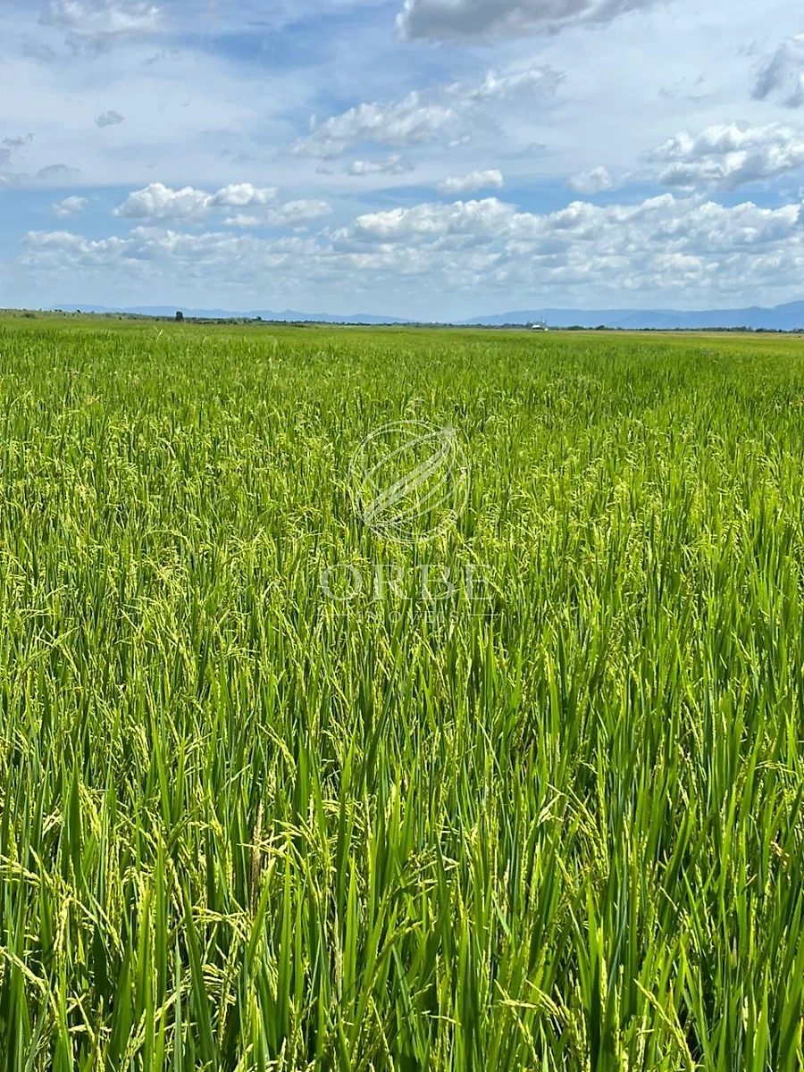 Imóvel rural em Área Rural de Flores de Goiás, Flores de Goiás, foto 4