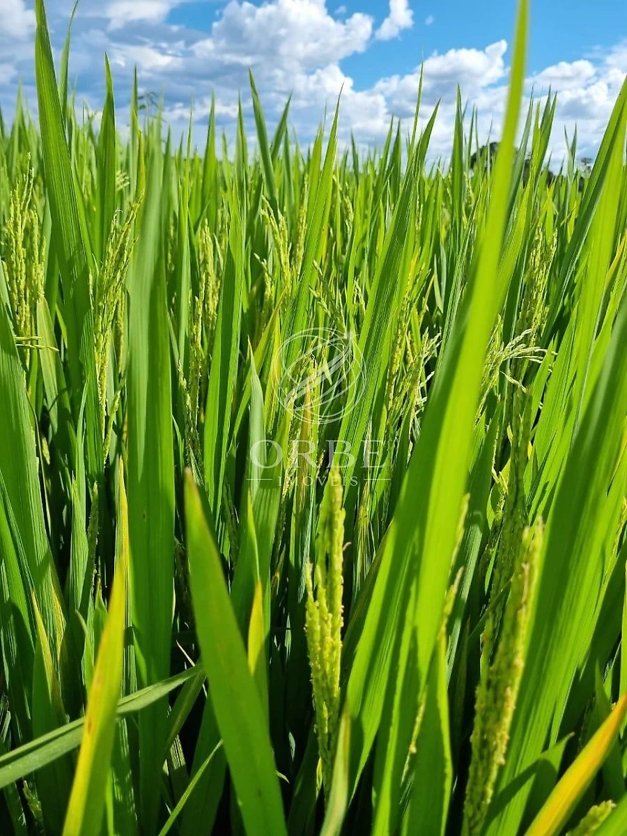 Imóvel rural em Área Rural de Flores de Goiás, Flores de Goiás, foto 2