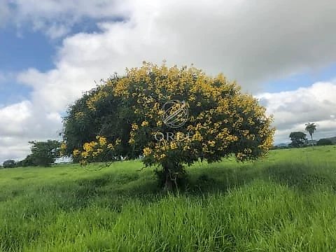 Imóvel rural em Área Rural, Monte Alegre de Goiás, foto 6
